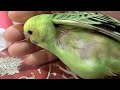 budgerigar セキセイインコ　生後２ヶ月のピカちゃんの寝言。。。