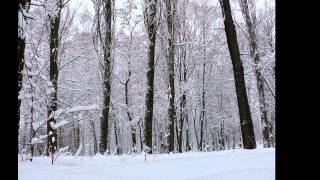 Киев - Зима - Снег - Красота - 22 января 2012 год