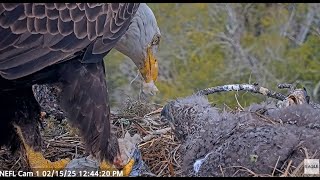 Bielik amerykański NEFL Eagle Nest - Beau sam je a potem karmi NE31 2025 02 15