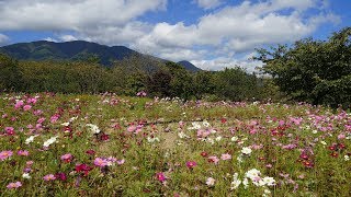 2018 長野　アルプス安曇野公園 堀金・穂高地区　コスモス