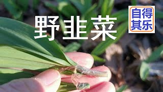 自得其乐 见闻 27. 野韭菜