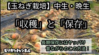 玉ねぎ収穫【玉ねぎ栽培⑨】【家庭菜園】中生・晩生玉ねぎ収穫して保存、長期保存するなら昔ながらの吊るし干し！