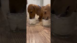 First Puppuccino ☕️😋🥰 #dachshund #doxie #foryou #puppy #cute #ween #fypシ #doglover #weeniedog