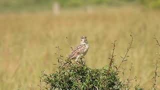 Rufous-naped Lark singing