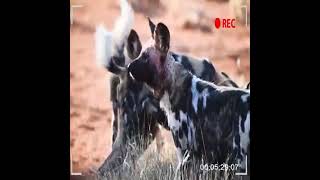 Hazardous dogs attack's  | Angry Dogs Vs BIKERS | Ferocious Dog Attacks People - 15 Dogs Attack