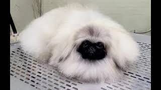 페키니즈6month pekingese grooming