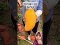 Mangga tdk berbiji #fruit #mangojuice #satisfying #mango #आम #jackfruit #farm #indianshorts #short