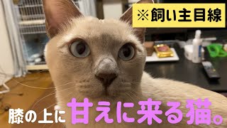 【飼い主目線】膝の上に甘えに来る猫。【トンキニーズ】The cat which comes in dependence on the knee