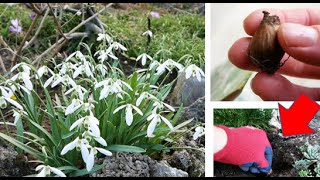 Schneeglöckchen pflanzen im September - So einfach geht's! Erklärvideo zu Blumenzwiebeln im Herbst