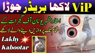 Pure Lakhy Kabootar | Parwazi + Breedar Lakhy Pigeons | Lakha kabootar ki pehchan