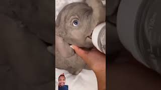 Cute baby elephant 🐘😍 drinking Milk 🍼💗#viral #trending #subscribe #amazing 😀😀