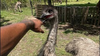 EMU CARE GUIDE