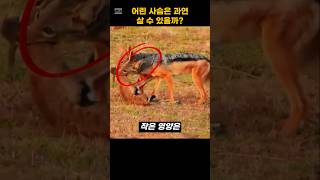 어린 사슴은 과연 탈출할 수 있을까?? #deer #zackal