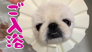 ペキニーズ小春の入浴。Pekinese Koharu takes a bath.