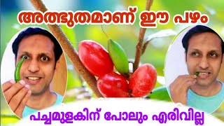 Miracle Fruit | FZ ROVER | Malayalam