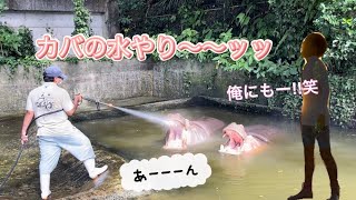 沖縄こどもの国Okinawa Zoo \u0026 Museumのカバさん🦛🧊💧水やりタイムに遭遇ー！