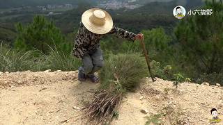 小六到山上砍了一大捆草枝，要拿回去做掃把，農村人都覺得很實用