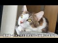 【猫ミーム】猫を飼うと休日がこんな感じになります