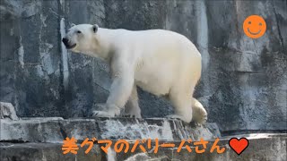 【しろくまバリーバ】久しぶりのご機嫌バリーバさん♪　2021/6/1　とべ動物園