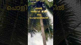 തേങ്ങ തലയിൽ വീണ് തലയും വീടും പൊളിയാതിരിക്കാൻ കിടു ഐഡിയ #ideas #youtubeshorts #shortfeed