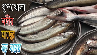 নদী মাছের বাজারে প্রচুর মাছ /Bigger River Fish Market/নদীর ছোট মাছের বাজার/হাট বাজার