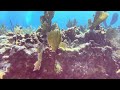 @trinamason scuba diving with my dad august 10 2024 3 40pm key largo florida molasses reef