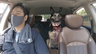 Without Mom! German Shepherd Dog Is Going On A Date With Her Dad.