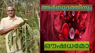 അർബുദനാശിനി | ബാലുജഡാലു| BALUJADALU