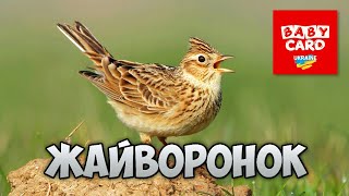 Жайворонок польовий. Перелітні птахи України. Серія «Природне довкілля». Пізнаймо світ разом!