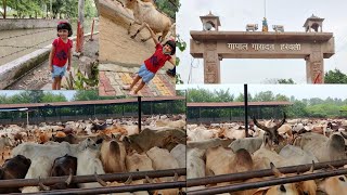 Gopal Gosadhan Goshala in Harewali Delhi | गोपाल गोसदन गौशाला जहाँ रहती है 5000 से भी अधिक गाये