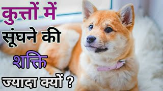 कुत्तों में सूंघने की शक्ति ज्यादा क्यों होती है ? || #Dog || @FactOfKnowledge