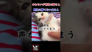 かわちいが特技の猫さん 眠気に勝てない犬さん #shorts #おもしろ #ねこ