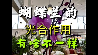 【20027】蝴蝶兰的光合作用，有啥不一样？景天酸代谢 //静姐说花237