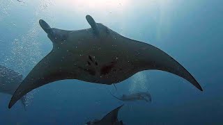 2022 11 Lankan Reef Manta Mania Bandos Maldives 4k