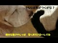 全盲犬へ忍び寄る相棒猫のしっぽ　緑内障バセットハウンドと猫glaucoma basset hound and cat