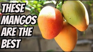 Our Favorite Mango Varieties