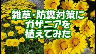 雑草・防糞対策にガザニアを植えてみた！