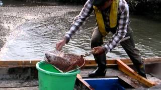 土佐和船 チヌ釣り 大漁