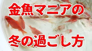 金魚好きの冬はなにをしてる？【金魚飼育】