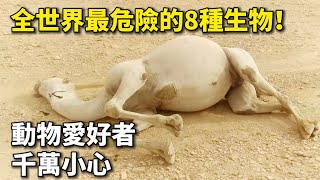 全世界最危險的8種致命生物！ 駱駝屍體為何什麼不能碰？ 第一名堪稱“人類噩夢”，動物愛好者千萬要小心#世界奇聞 #科普 #腦洞大開 #駱駝