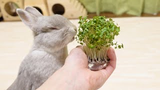 おいしそうなブロッコリーの芽をうさぎさんに近づけた時の反応が・・・ｗ