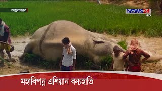 চলতি মাসেই রামু ও চকরিয়ায় মারা গেছে ৩টি বন্যহাতি 24Nov.20