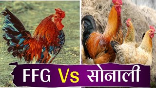 ffg और sonali मुर्गी पालन किसमे ज्यादा फायदा | ffg murgi palan | sonali murgi palan