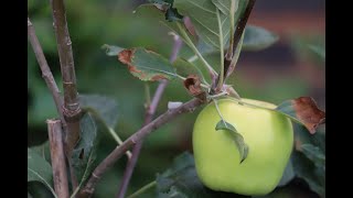 Harvesting Apples from one year old apple tree අවුරුද්දේ ඇපල් ගහ