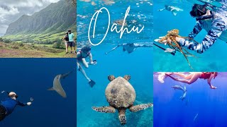 OAHU HAWAII - CAGE FREE SHARK DIVING, DOLPHIN & TURTLE SWIM, KUALOA RANCH ATV, HANAUMA BAY, WAIKIKI