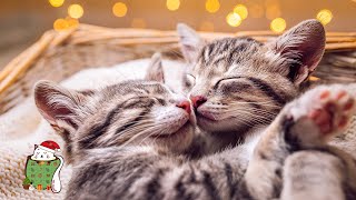 Soothing Music for Cats 🎶 Calm Your Cat with Relaxing Piano Sounds