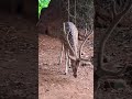 ஆண் புள்ளி மான் spotted male deer deer youtubeshorts