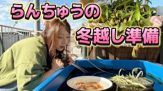 【らんちゅう編】冬越し準備をしました！｜アクアリウム｜金魚｜越冬