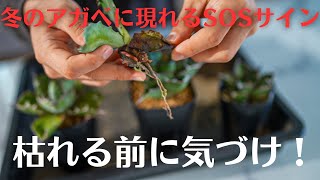 冬にアガベが枯れる理由と対策｜初心者がやりがちな失敗とは？