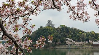 犬山城と桜～空撮ふわり旅・4K